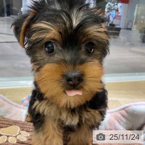 ヨークシャー・テリアの写真