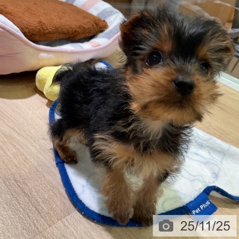 ヨークシャー・テリアの写真