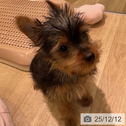 愛知県のヨークシャーテリア (ペットプラス 岡崎店/2025年9月22日生まれ/女の子/スチールブルータン)の子犬の4枚目の画像