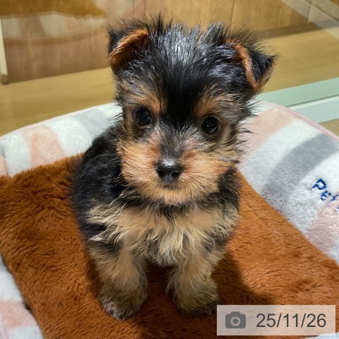 ヨークシャー・テリアの写真