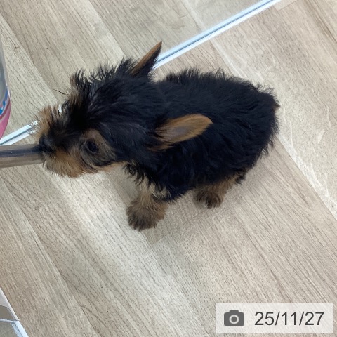 愛知県のヨークシャーテリア (ペットプラス みなと店/2025年9月22日生まれ/女の子/スチールブルータン)の子犬の4枚目の画像