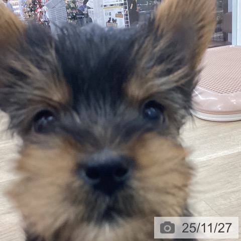 愛知県のヨークシャーテリア (ペットプラス みなと店/2025年9月22日生まれ/女の子/スチールブルータン)の子犬の3枚目の画像