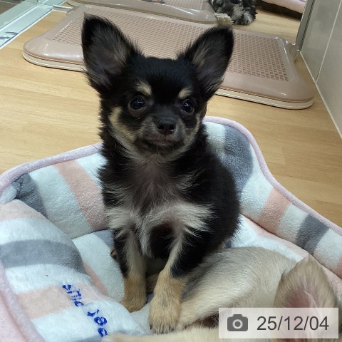 石川県のチワワ(ロング) (ペットプラス 新小松店/2025年9月21日生まれ/男の子/ブラックタン)の子犬の3枚目の画像