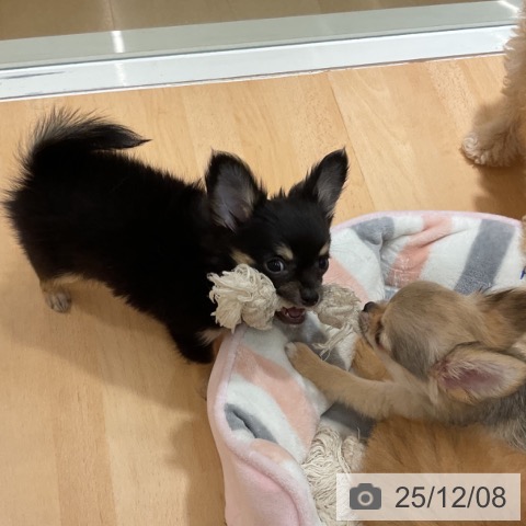 石川県のチワワ(ロング) (ペットプラス 新小松店/2025年9月21日生まれ/男の子/ブラックタン)の子犬の3枚目の画像