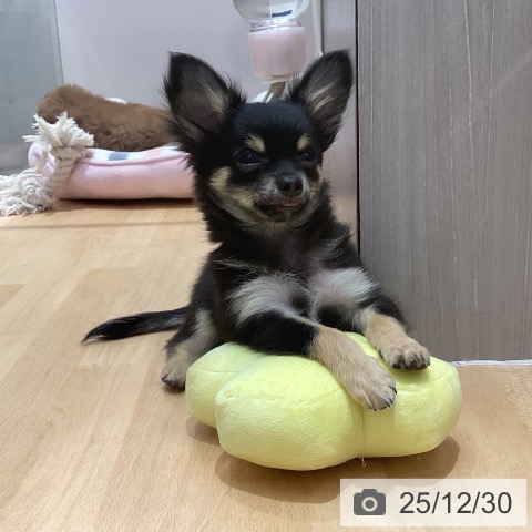 石川県のチワワ(ロング) (ペットプラス 新小松店/2025年9月21日生まれ/男の子/ブラックタン)の子犬の3枚目の画像