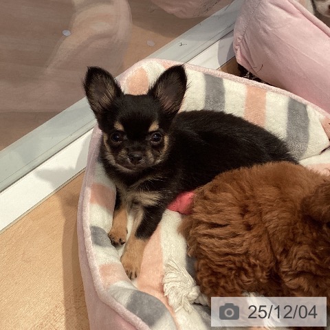 三重県のチワワ(ロング) (ペットプラス 東員店/2025年9月21日生まれ/男の子/ブラックタン)の子犬の4枚目の画像