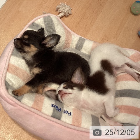 三重県のチワワ(ロング) (ペットプラス 東員店/2025年9月21日生まれ/男の子/ブラックタン)の子犬の3枚目の画像