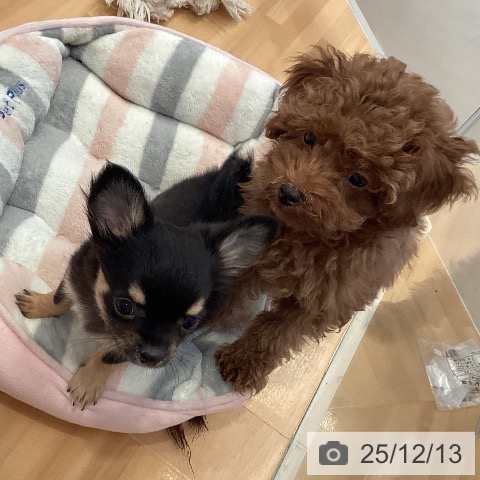 三重県のチワワ(ロング) (ペットプラス 東員店/2025年9月21日生まれ/男の子/ブラックタン)の子犬の3枚目の画像