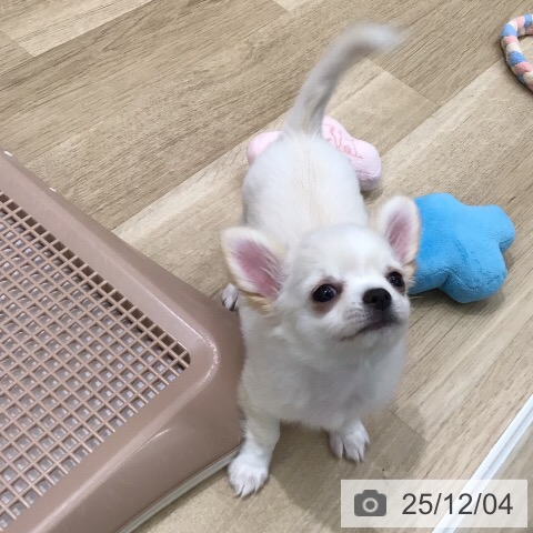 岐阜県のチワワ(ロング) (ペットプラス 各務原店/2025年9月19日生まれ/女の子/クリームホワイト)の子犬の4枚目の画像