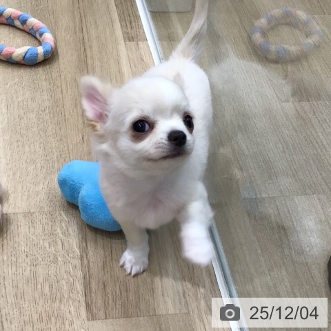 岐阜県のチワワ(ロング) (ペットプラス 各務原店/2025年9月19日生まれ/女の子/クリームホワイト)の子犬の3枚目の画像