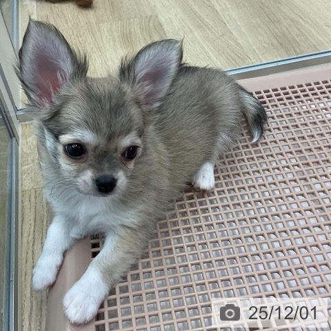 愛知県のチワワ(ロング) (ペットプラス mozoワンダーシティ店/2025年9月22日生まれ/男の子/フォーンホワイト)の子犬の4枚目の画像