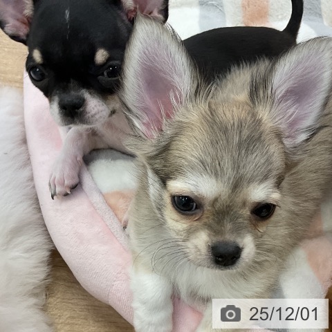 愛知県のチワワ(ロング) (ペットプラス mozoワンダーシティ店/2025年9月22日生まれ/男の子/フォーンホワイト)の子犬の4枚目の画像