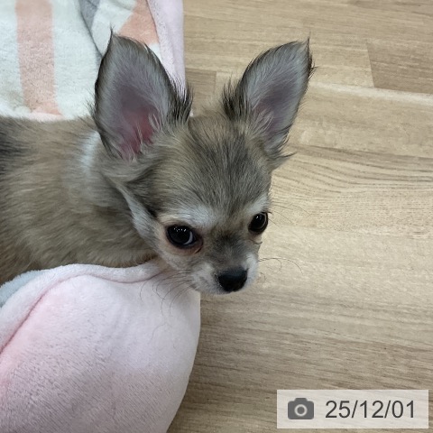 愛知県のチワワ(ロング) (ペットプラス mozoワンダーシティ店/2025年9月22日生まれ/男の子/フォーンホワイト)の子犬の3枚目の画像