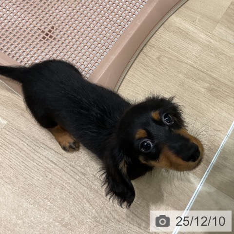 三重県のミニチュアダックスフンド(ロング) (ペットプラス 鈴鹿店/2025年9月19日生まれ/男の子/ブラックタン)の子犬の4枚目の画像