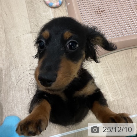 三重県のミニチュアダックスフンド(ロング) (ペットプラス 鈴鹿店/2025年9月19日生まれ/男の子/ブラックタン)の子犬の3枚目の画像