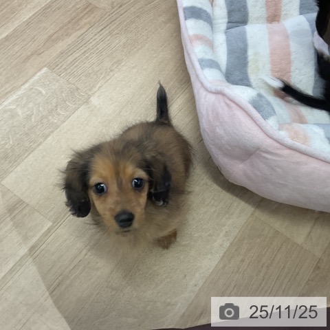 ミニチュア・ダックスフンドの写真