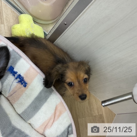 ミニチュア・ダックスフンドの写真