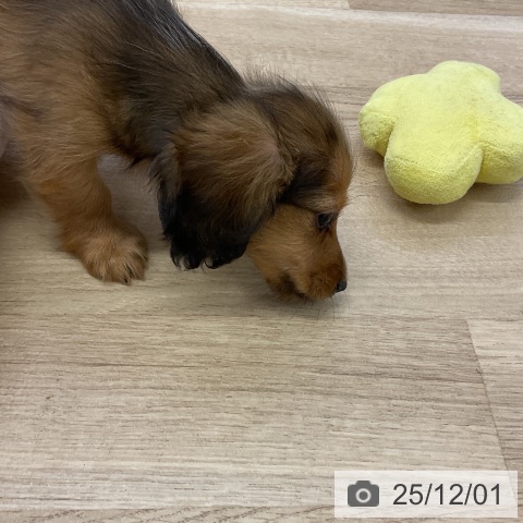 愛知県のミニチュアダックスフンド(ロング) (ペットプラス mozoワンダーシティ店/2025年9月19日生まれ/女の子/レッドダップル)の子犬の4枚目の画像