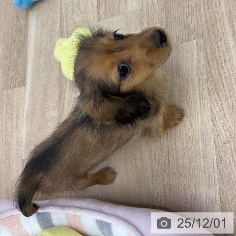 愛知県のミニチュアダックスフンド(ロング) (ペットプラス mozoワンダーシティ店/2025年9月19日生まれ/女の子/レッドダップル)の子犬の3枚目の画像