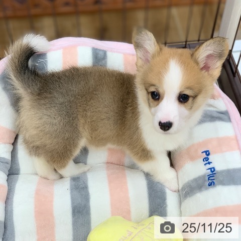 ウェルシュ・コーギー・ペンブロークの写真