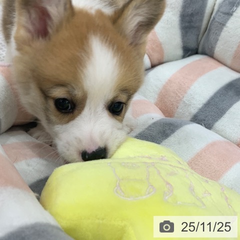 ウェルシュ・コーギー・ペンブロークの写真