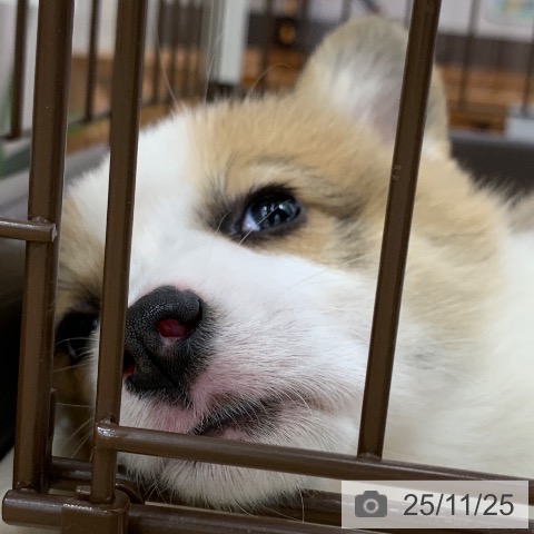 ウェルシュ・コーギー・ペンブロークの写真