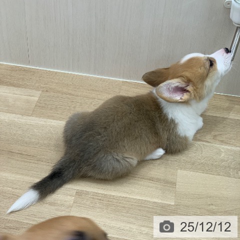 岐阜県のウェルシュコーギーペンブローク (ペットプラス 光ケ丘店/2025年9月19日生まれ/男の子/レッドホワイト)の子犬の4枚目の画像