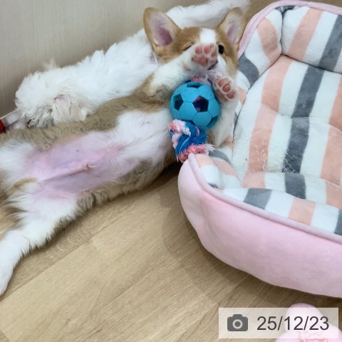 岐阜県のウェルシュコーギーペンブローク (ペットプラス 光ケ丘店/2025年9月19日生まれ/男の子/レッドホワイト)の子犬の4枚目の画像