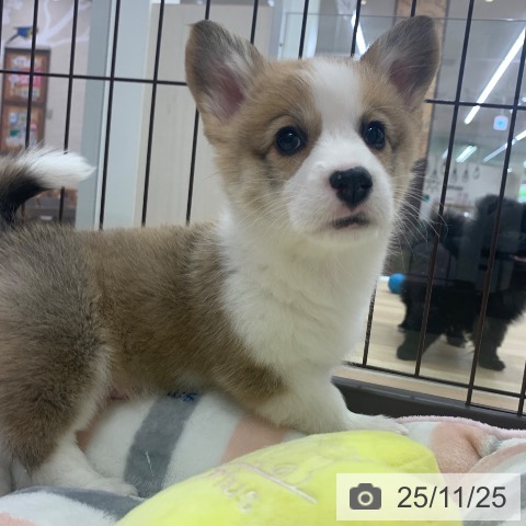 ウェルシュ・コーギー・ペンブロークの写真