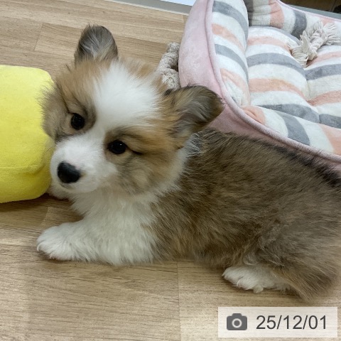 愛知県のウェルシュコーギーペンブローク (ペットプラス mozoワンダーシティ店/2025年9月19日生まれ/男の子/レッドホワイト)の子犬の4枚目の画像