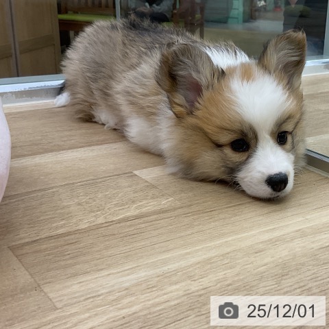 愛知県のウェルシュコーギーペンブローク (ペットプラス mozoワンダーシティ店/2025年9月19日生まれ/男の子/レッドホワイト)の子犬の3枚目の画像