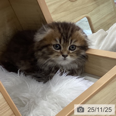 スコティッシュフォールドの写真