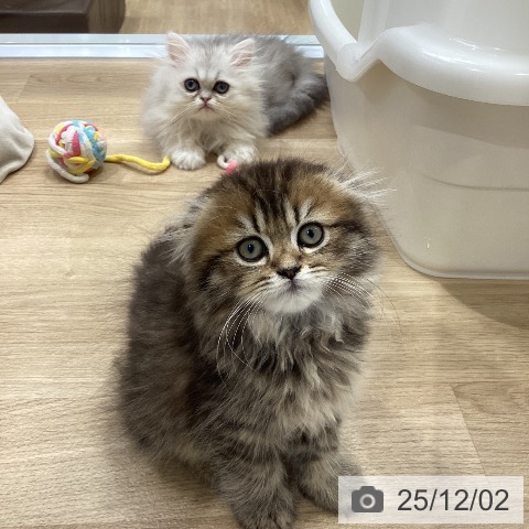 スコティッシュフォールドの写真