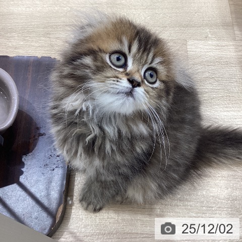 スコティッシュフォールドの写真