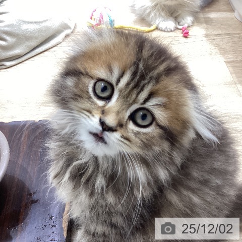 スコティッシュフォールドの写真