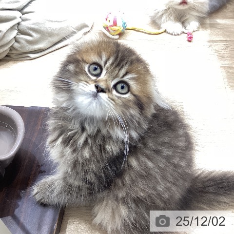 スコティッシュフォールドの写真