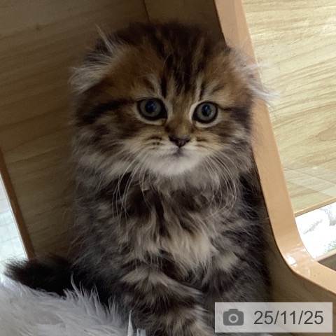 スコティッシュフォールドの写真