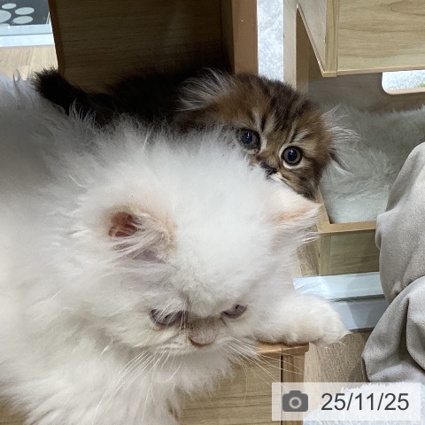 スコティッシュフォールドの写真