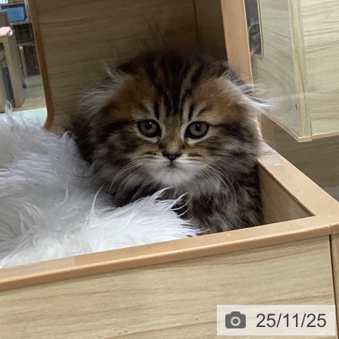 スコティッシュフォールドの写真