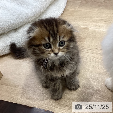 スコティッシュフォールドの写真