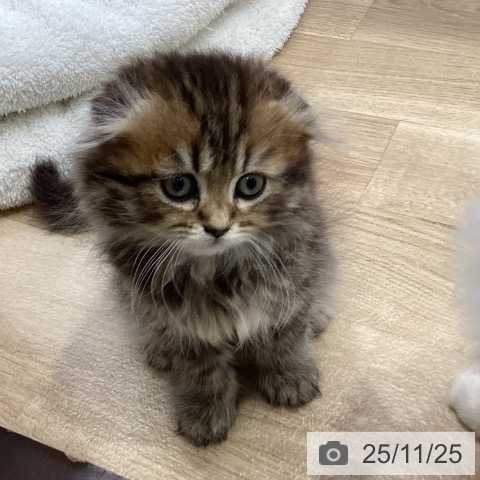 スコティッシュフォールドの写真