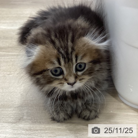 スコティッシュフォールドの写真