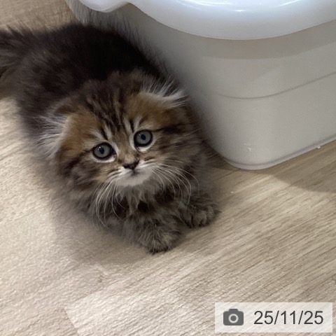 スコティッシュフォールドの写真