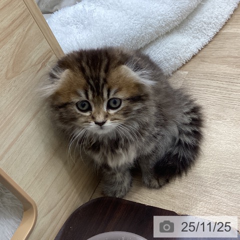 スコティッシュフォールドの写真