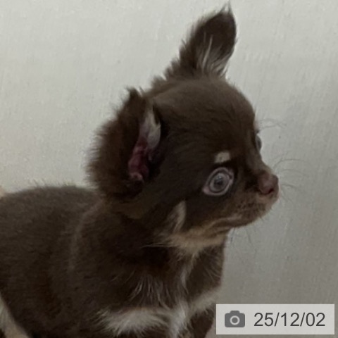 福井県のチワワ(ロング) (ペットプラス 福井店/2025年9月22日生まれ/男の子/チョコレートタン)の子犬の4枚目の画像