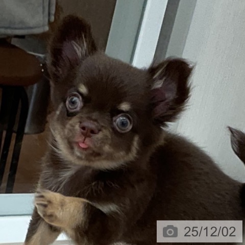 福井県のチワワ(ロング) (ペットプラス 福井店/2025年9月22日生まれ/男の子/チョコレートタン)の子犬の3枚目の画像