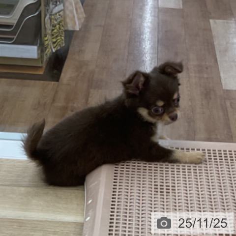 愛知県のチワワ(ロング) (ペットプラス みなと店/2025年9月22日生まれ/女の子/チョコレートタン)の子犬の4枚目の画像