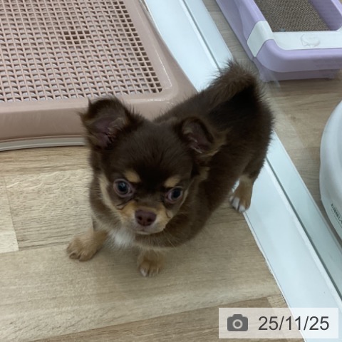 愛知県のチワワ(ロング) (ペットプラス みなと店/2025年9月22日生まれ/女の子/チョコレートタン)の子犬の3枚目の画像