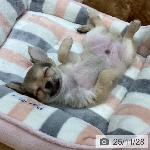 石川県のチワワ(ロング) (ペットプラス 新小松店/2025年9月21日生まれ/男の子/フォーン)の子犬の4枚目の画像