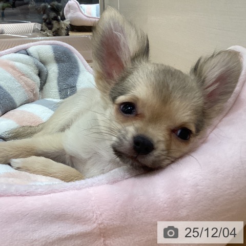 石川県のチワワ(ロング) (ペットプラス 新小松店/2025年9月21日生まれ/男の子/フォーン)の子犬の3枚目の画像